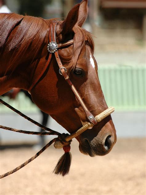 hermes hackamors|mechanical hackamore for horses.